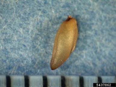 Japanese stiltgrass, Microstegium vimineum  (Cyperales: Poaceae) - 5437862