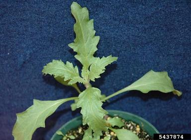 mexicantea, Dysphania ambrosioides  (Caryophyllales: Chenopodiaceae) - 5437874