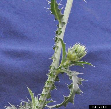 musk thistle, Carduus nutans  (Asterales: Asteraceae) - 5437940