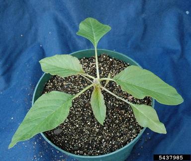 Palmer amaranth, Amaranthus palmeri  (Caryophyllales: Amaranthaceae) - 5437985