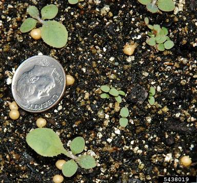 perennial sowthistle, Sonchus arvensis  (Asterales: Asteraceae) - 5438019