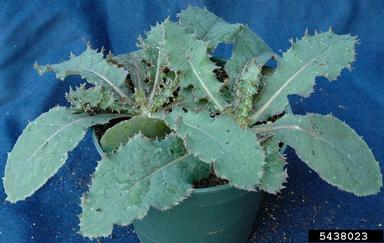 perennial sowthistle, Sonchus arvensis  (Asterales: Asteraceae) - 5438023