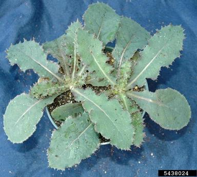 perennial sowthistle, Sonchus arvensis  (Asterales: Asteraceae) - 5438024