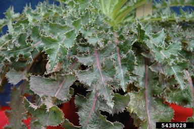 perennial sowthistle, Sonchus arvensis  (Asterales: Asteraceae) - 5438028