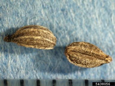poison-hemlock, Conium maculatum  (Apiales: Apiaceae) - 5438056