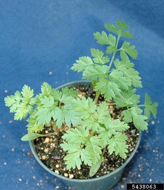 poison-hemlock, Conium maculatum  (Apiales: Apiaceae) - 5438063