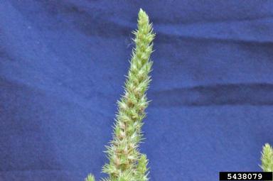 Powell amaranth, Amaranthus powellii  (Caryophyllales: Amaranthaceae) - 5438079