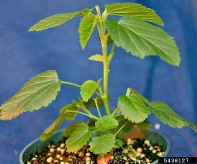 prickly sida, Sida spinosa  (Malvales: Malvaceae) - 5438127