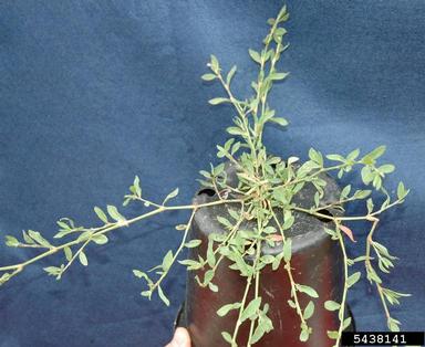 prostrate knotweed, Polygonum aviculare  (Polygonales: Polygonaceae) - 5438141