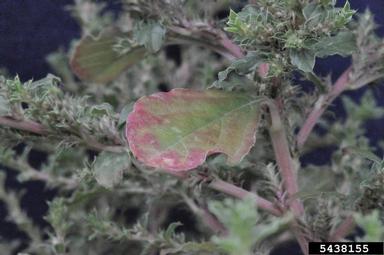 prostrate pigweed, Amaranthus blitoides  (Caryophyllales: Amaranthaceae) - 5438155