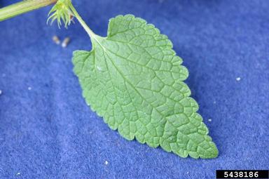 purple deadnettle, Lamium purpureum  (Lamiales: Lamiaceae) - 5438186