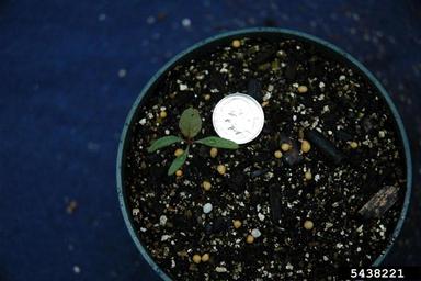 purslane speedwell, Veronica peregrina  (Scrophulariales: Scrophulariaceae) - 5438221