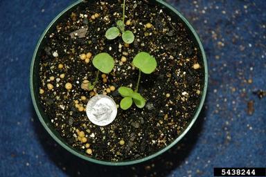 red clover, Trifolium pratense  (Fabales: Fabaceae (Leguminosae)) - 5438244