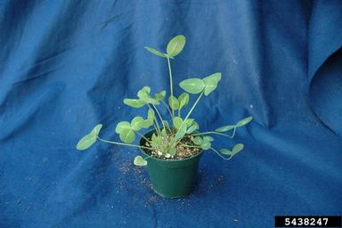 red clover, Trifolium pratense  (Fabales: Fabaceae (Leguminosae)) - 5438247