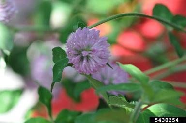 red clover, Trifolium pratense  (Fabales: Fabaceae (Leguminosae)) - 5438254