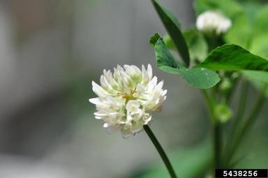 red clover, Trifolium pratense  (Fabales: Fabaceae (Leguminosae)) - 5438256