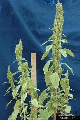 redroot pigweed, Amaranthus retroflexus  (Caryophyllales: Amaranthaceae) - 5438287