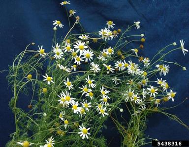 false chamomile, Tripleurospermum perforatum  (Asterales: Asteraceae) - 5438316