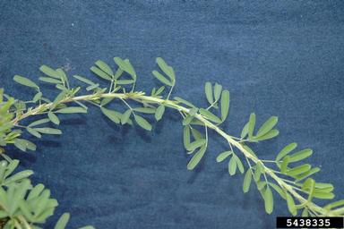 sericea lespedeza, Lespedeza cuneata  (Fabales: Fabaceae (Leguminosae)) - 5438335