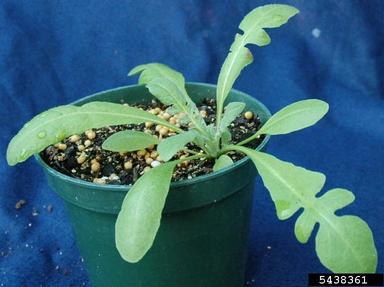 shepherd's-purse, Capsella bursa-pastoris  (Capparales: Brassicaceae) - 5438361