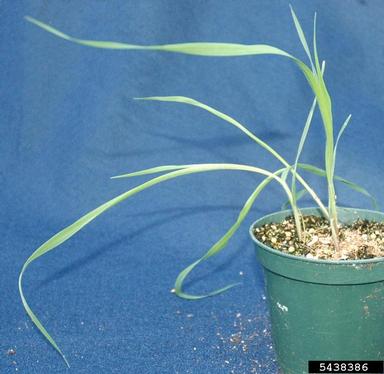 smooth brome, Bromus inermis  (Cyperales: Poaceae) - 5438386