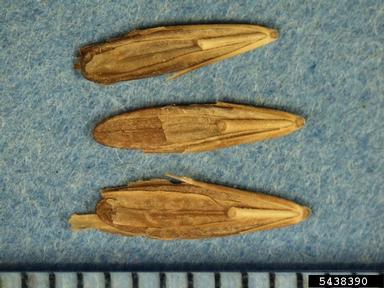 smooth brome, Bromus inermis  (Cyperales: Poaceae) - 5438390