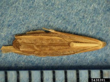 smooth brome, Bromus inermis  (Cyperales: Poaceae) - 5438391
