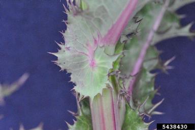 spiny sowthistle, Sonchus asper  (Asterales: Asteraceae) - 5438430