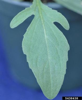 spotted knapweed, Centaurea stoebe  (Asterales: Asteraceae) - 5438438