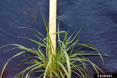 tall fescue, Festuca arundinacea  (Cyperales: Poaceae) - 5438461