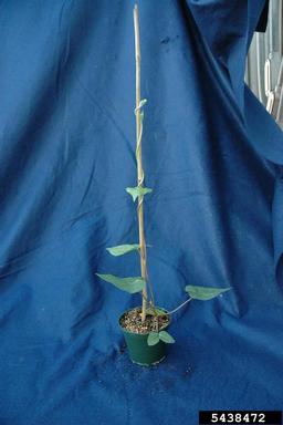 tall morningglory, Ipomoea purpurea  (Solanales: Convolvulaceae) - 5438472