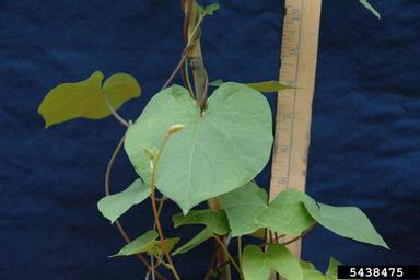 tall morningglory, Ipomoea purpurea  (Solanales: Convolvulaceae) - 5438475
