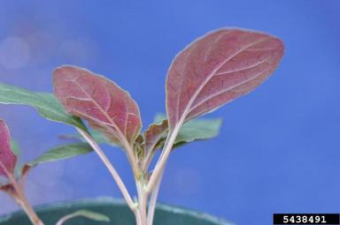 tumble pigweed, Amaranthus albus  (Caryophyllales: Amaranthaceae) - 5438491