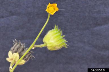 velvetleaf, Abutilon theophrasti  (Malvales: Malvaceae) - 5438510