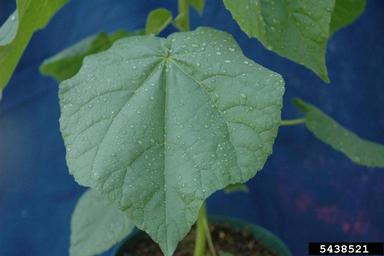 velvetleaf, Abutilon theophrasti  (Malvales: Malvaceae) - 5438521