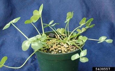white clover, Trifolium repens  (Fabales: Fabaceae (Leguminosae)) - 5438557