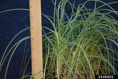 wild garlic, Allium vineale  (Liliales: Liliaceae) - 5438605
