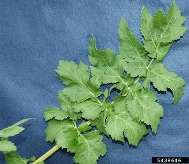 wild parsnip, Pastinaca sativa  (Apiales: Apiaceae) - 5438646