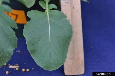 birdsrape mustard, Brassica rapa  (Capparales: Brassicaceae) - 5438656