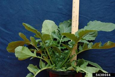 birdsrape mustard, Brassica rapa  (Capparales: Brassicaceae) - 5438664