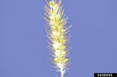 cattail millet, Setaria glauca  (Cyperales: Poaceae) - 5438695