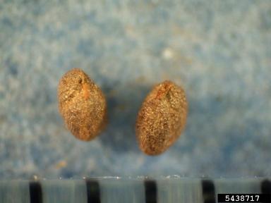 yellow rocket, Barbarea vulgaris  (Capparales: Brassicaceae) - 5438717