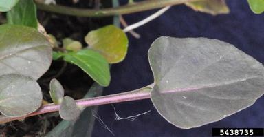 yellow rocket, Barbarea vulgaris  (Capparales: Brassicaceae) - 5438735