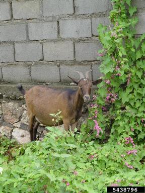 goat (domestic), Capra hircus (domestic type) (Artiodactyla: Bovidae) - 5438796