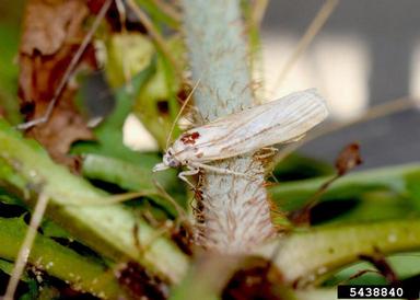 rush skeletonweed root moth (Bradyrrhoa gilveolella ) on rush skeletonweed (Chondrilla juncea ) - 5438840