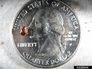 strawberry rootworm, Paria fragariae  (Coleoptera: Chrysomelidae) - 5438846