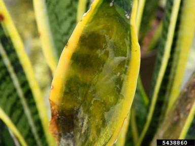 bacterial soft rot (Pectobacterium carotovorum ) on sansevieria (Sansevieria spp. ) - 5438860