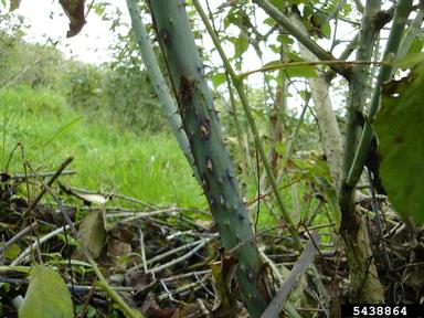 bitter rot and anthracnose (Colletotrichum gloeosporioides ) on Andes berry (Rubus glaucus ) - 5438864