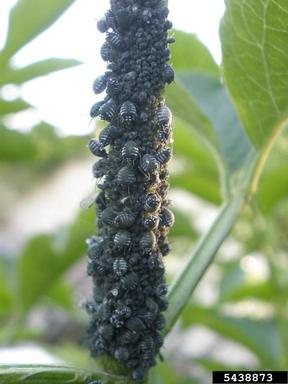 aphid (Aphis sambuci ) on common elderberry (Sambucus nigra ) - 5438873