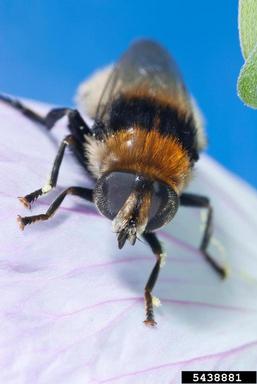 narcissus bulb fly, Merodon equestris  (Diptera: Syrphidae) - 5438881